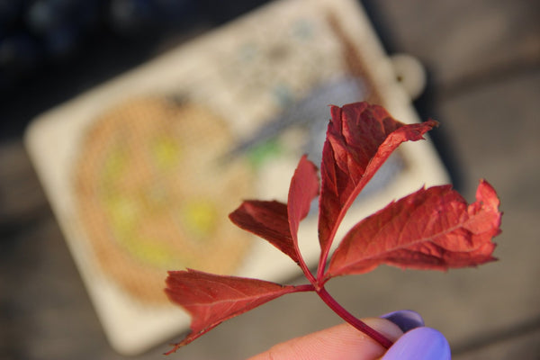 DIY Cross stitch kit on wood