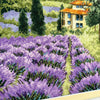 DIY Counted Cross Stitch Kit "Summer Provence"
