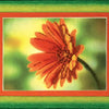 DIY Cross stitch kit with a printed canvas "Red daisy"