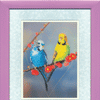 DIY Beadwork kit "Parrots"