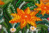 products/36f57599a35bb5ff8b841f1049caa0a6.JPG