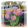 Canvas for bead embroidery "Spring in Provence" 11.8"x11.8" / 30.0x30.0 cm