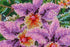 products/891ce4298791ded73cbc96c931d47c73.JPG