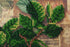 products/a54ef9d7b6896562618c6a66ea71a2fa.JPG