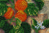 products/b8e83e9d48c37478642e7e464fac2824.JPG