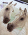products/charivna_mit_tm_2953011972749425186.webp