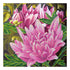 Canvas for bead embroidery "Pink lotus" 7.9"x7.9" / 20.0x20.0 cm