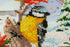products/ffce8a838440e7ca0fca42d5880e05db.JPG