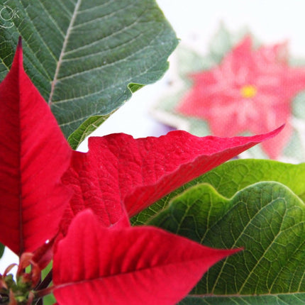 DIY Cross stitch kit on wood "Poinsettia" 4.3x3.9 in / 11.0x10.0 cm