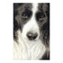 DIY Counted Cross Stitch Kit "Border Collie"