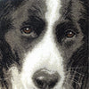 DIY Counted Cross Stitch Kit "Border Collie"