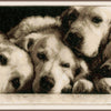 DIY Counted cross stitch kit Labradors 33 x 23 cm / 13.2" x 9.2"