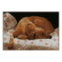 DIY Counted cross stitch kit Sleeping dog