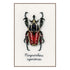 DIY Counted cross stitch kit LMV Red beetle 12 x 18 cm / 4.8" x 7.2"