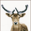 DIY Counted cross stitch kit Deer 20 x 20 cm / 8" x 8"