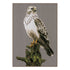 DIY Counted cross stitch kit Falcon